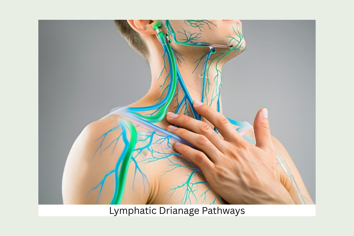 Anatomical diagram of the lymphatic drainage pathways