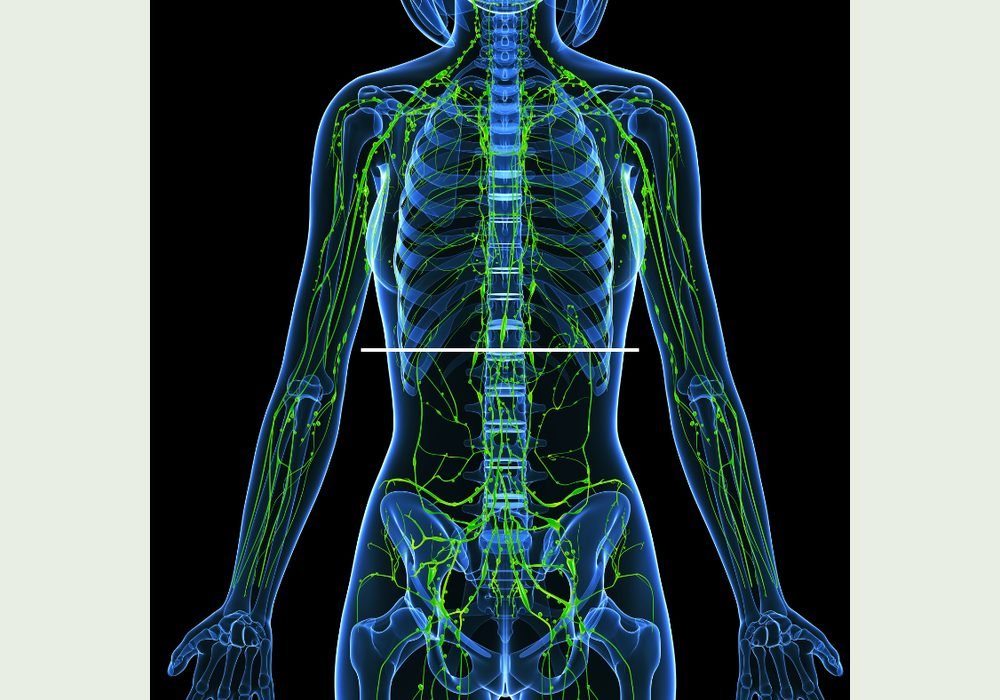 Further anatomical diagram of the lymphatic system