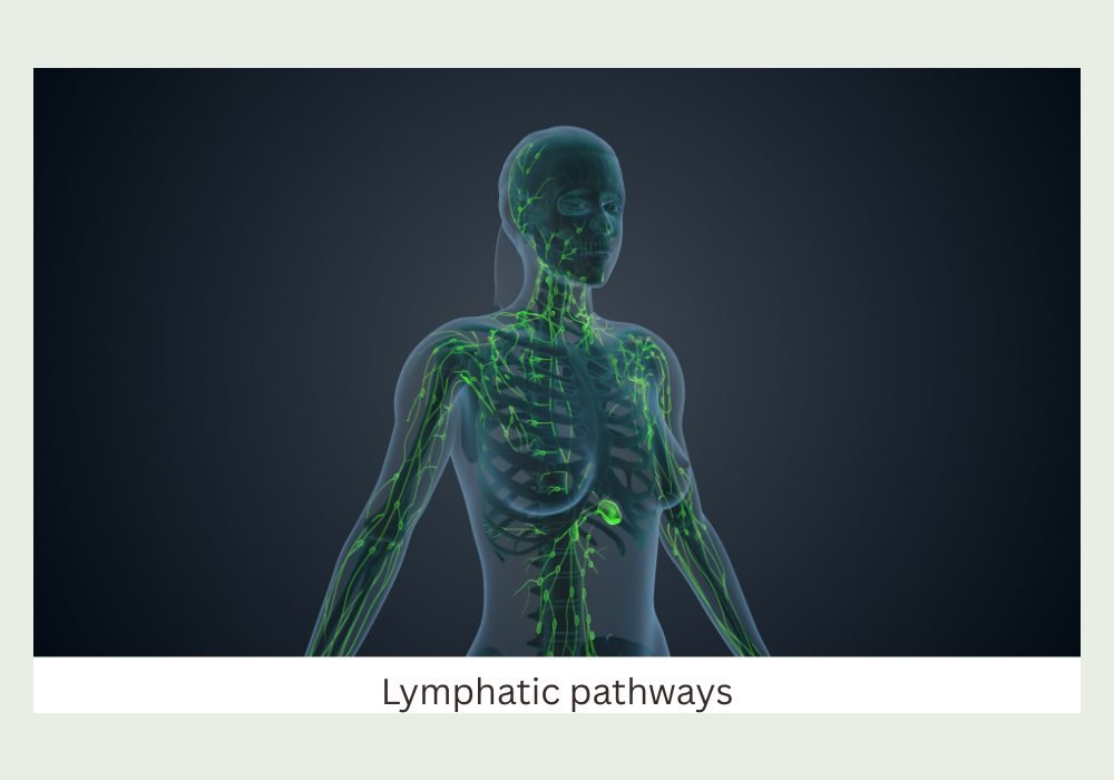 Diagram of the lymphatic drainage pathways of the body