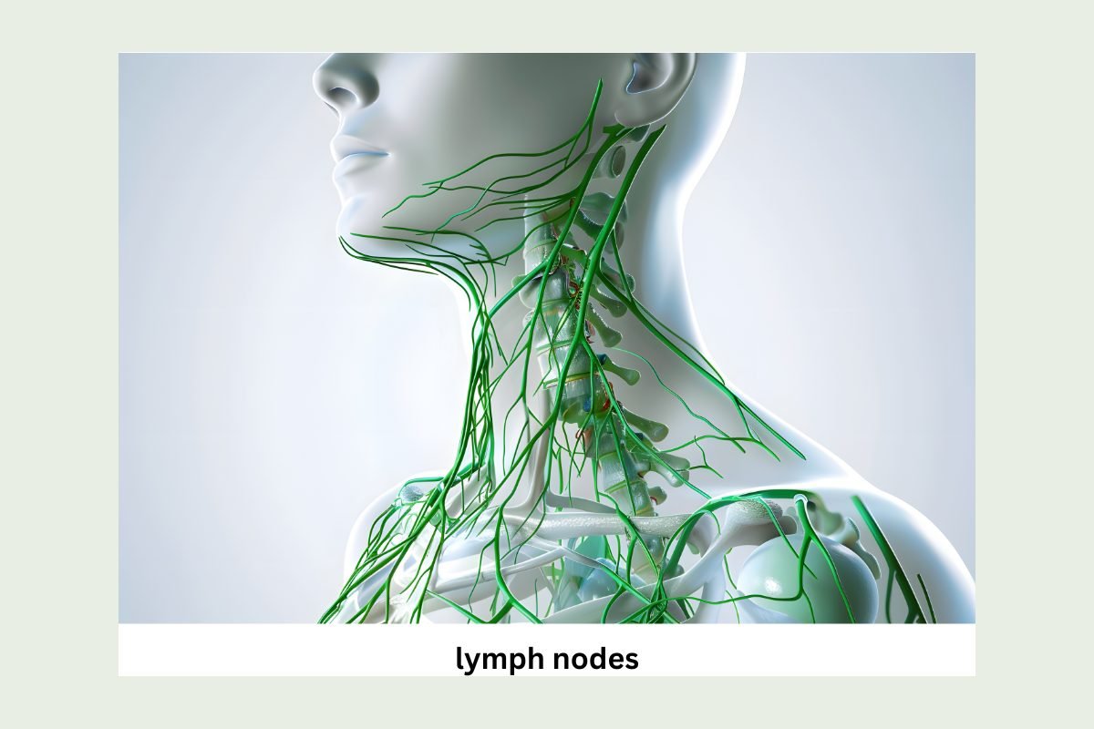 Anatomical diagram of the lymph node network